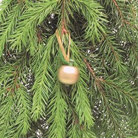 Paradisäpple guld